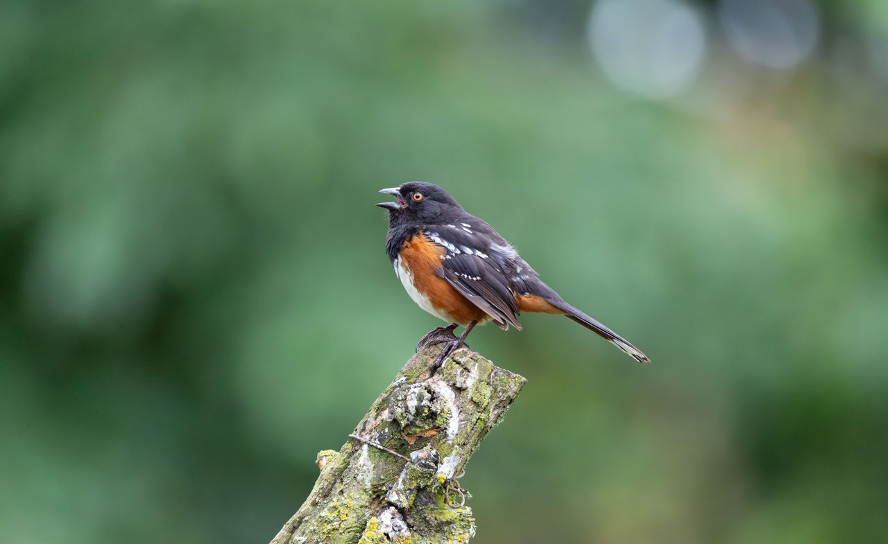 Turquía liberará 51.000 aves para aumentar poblaciones de vida silvestre