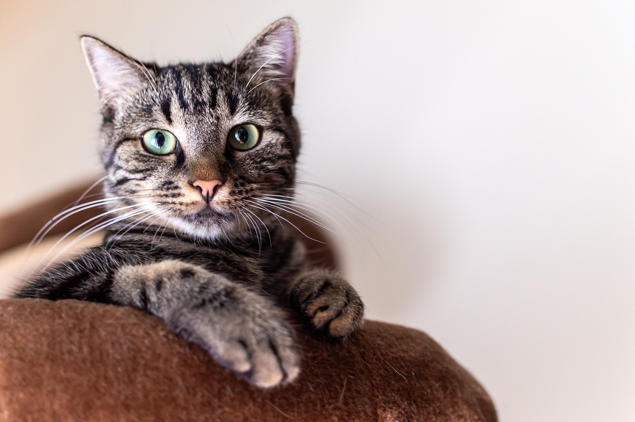Olfato en gatos, más desarrollado de lo que se pensaba