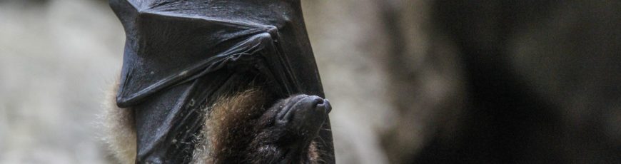 Jardín Botánico de Guayaquil, primera Área de Importancia para Conservación de Murciélagos