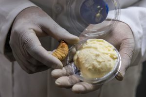 Universidad boliviana prueba harina de larvas de escarabajo para enriquecer alimentos