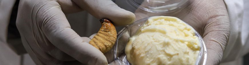 Universidad boliviana prueba harina de larvas de escarabajo para enriquecer alimentos
