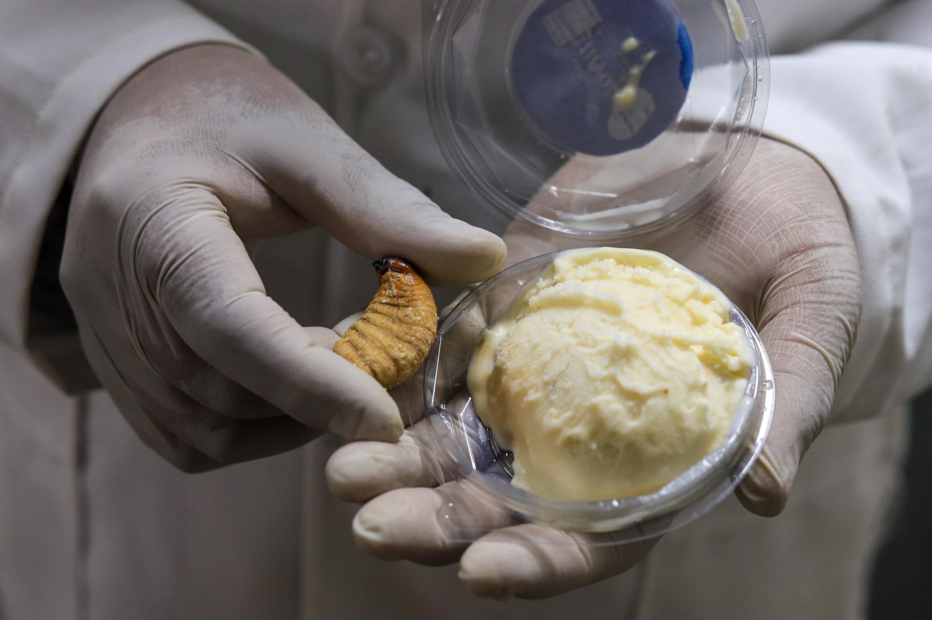 Universidad boliviana prueba harina de larvas de escarabajo para enriquecer alimentos