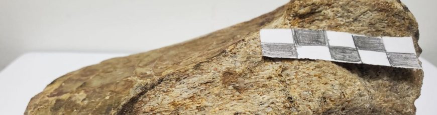 Investigadores registran por primera vez un fósil de dinosaurio en la Amazonía de Ecuador