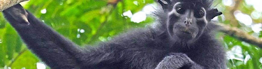 Científicos hallan nueva especie de mono con cara de máscara