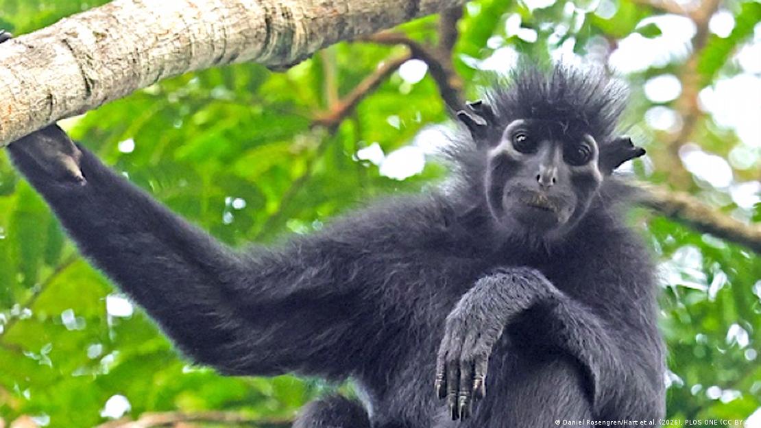 Científicos hallan nueva especie de mono con cara de máscara