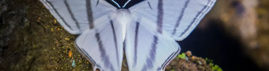 Identifican 8.000 nuevas especies de insectos en Ecuador