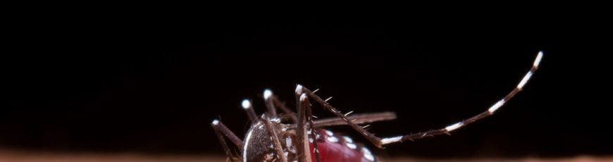 Expertos piden a México incorporar vacuna contra dengue ante riesgo de nuevas epidemias