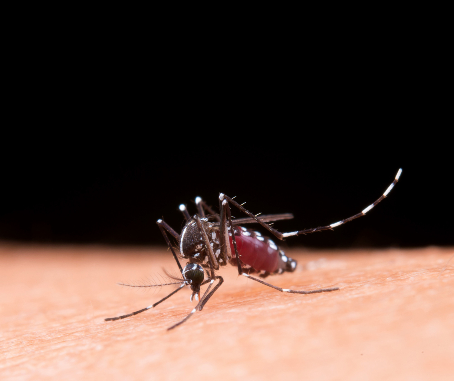 Expertos piden a México incorporar vacuna contra dengue ante riesgo de nuevas epidemias