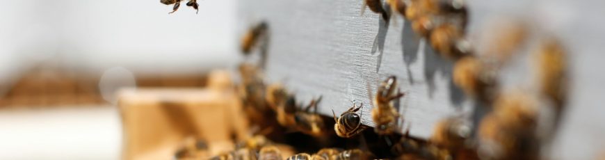 Apicultura familiar protege naturaleza y empleo rural