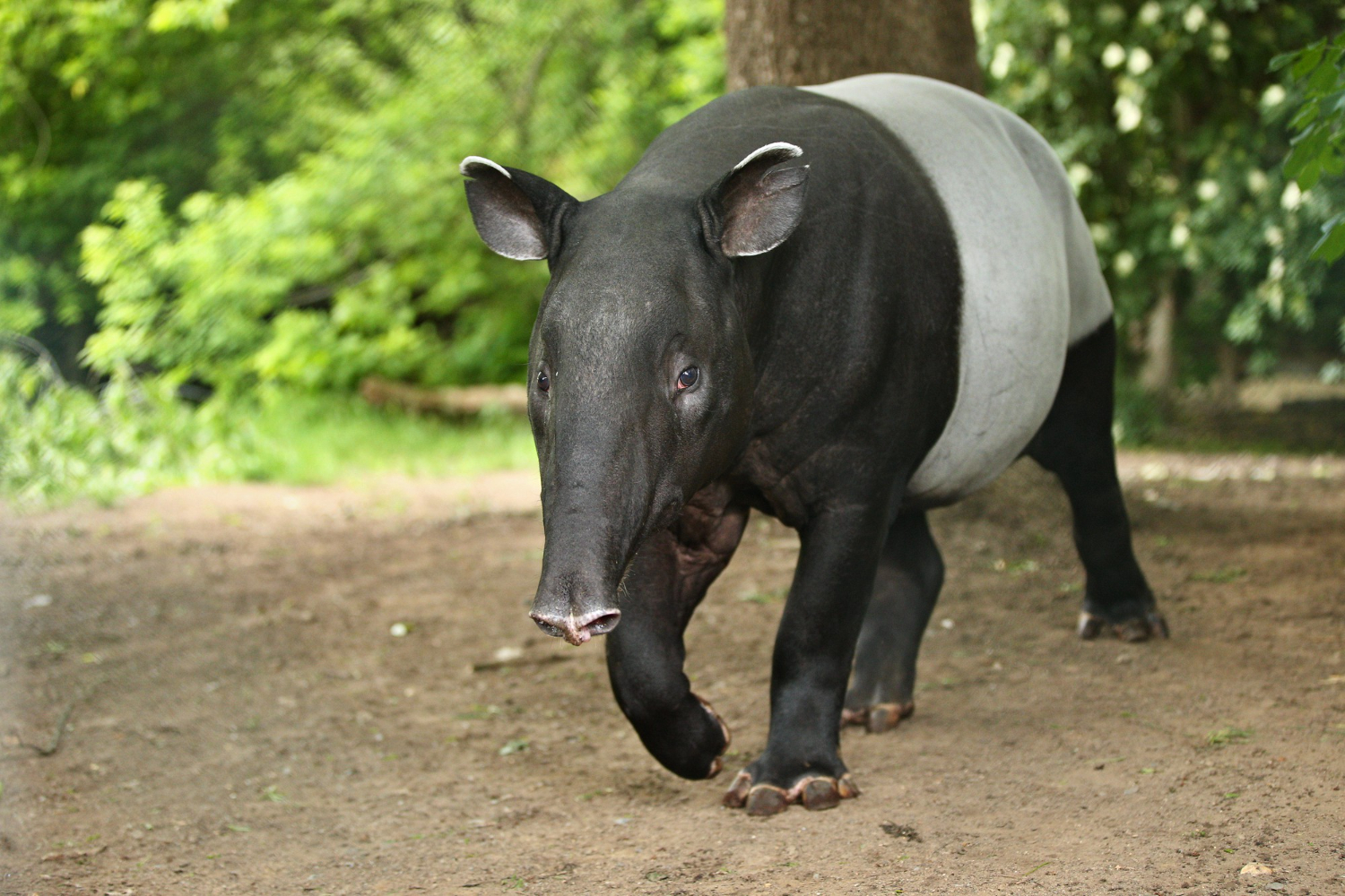 Tapir malayo recibe estudios especializados