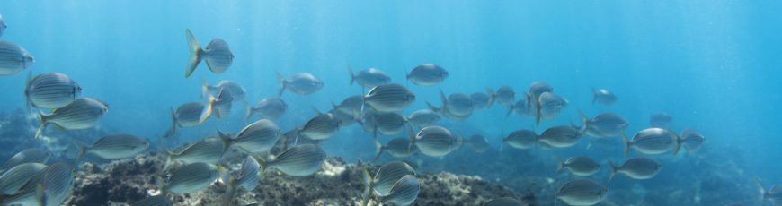 Sobrepesca y contaminación dañan mares mexicanos