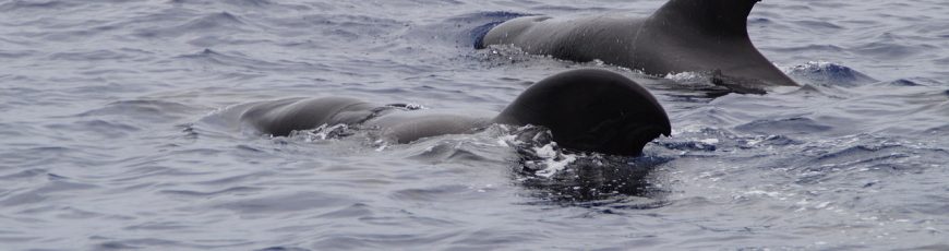Ruido marítimo obliga a ballenas piloto a gritar más