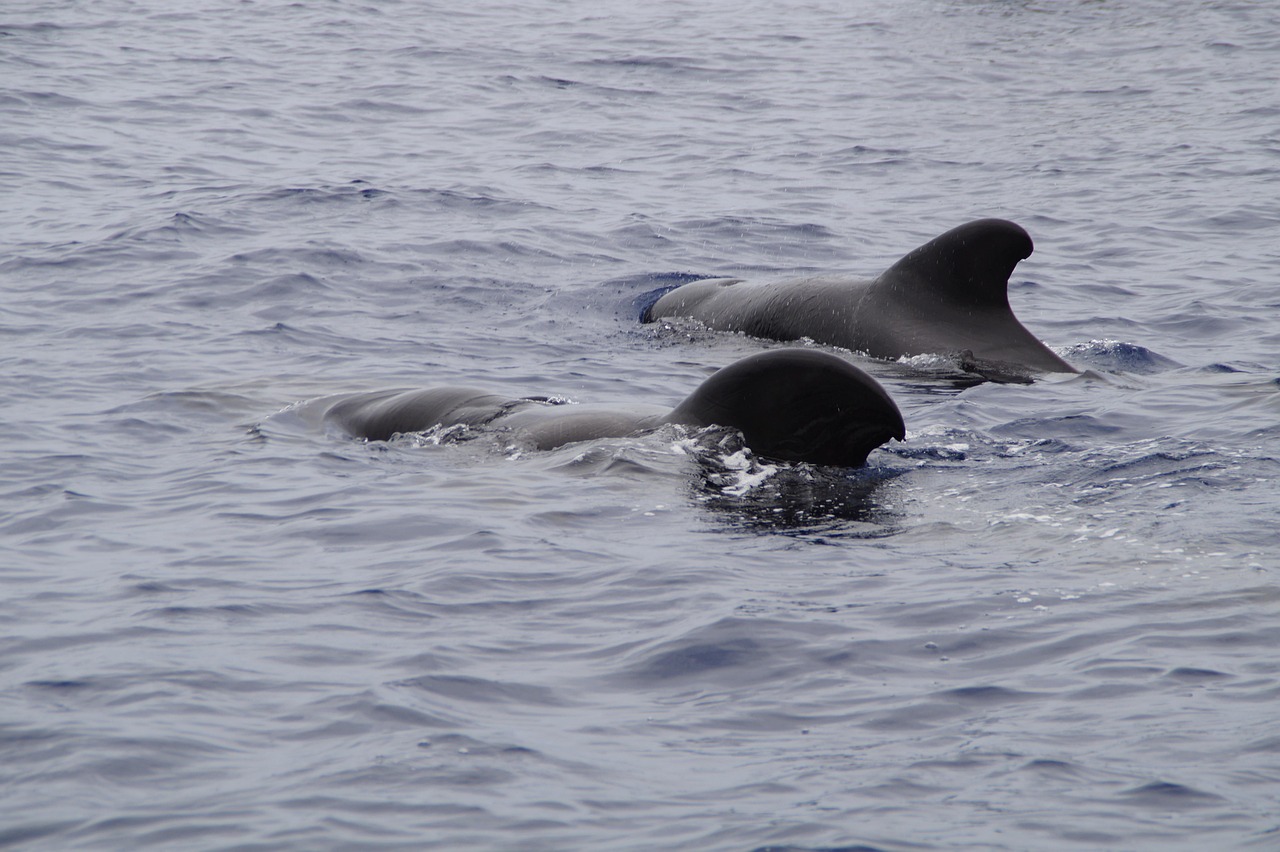 Ruido marítimo obliga a ballenas piloto a gritar más