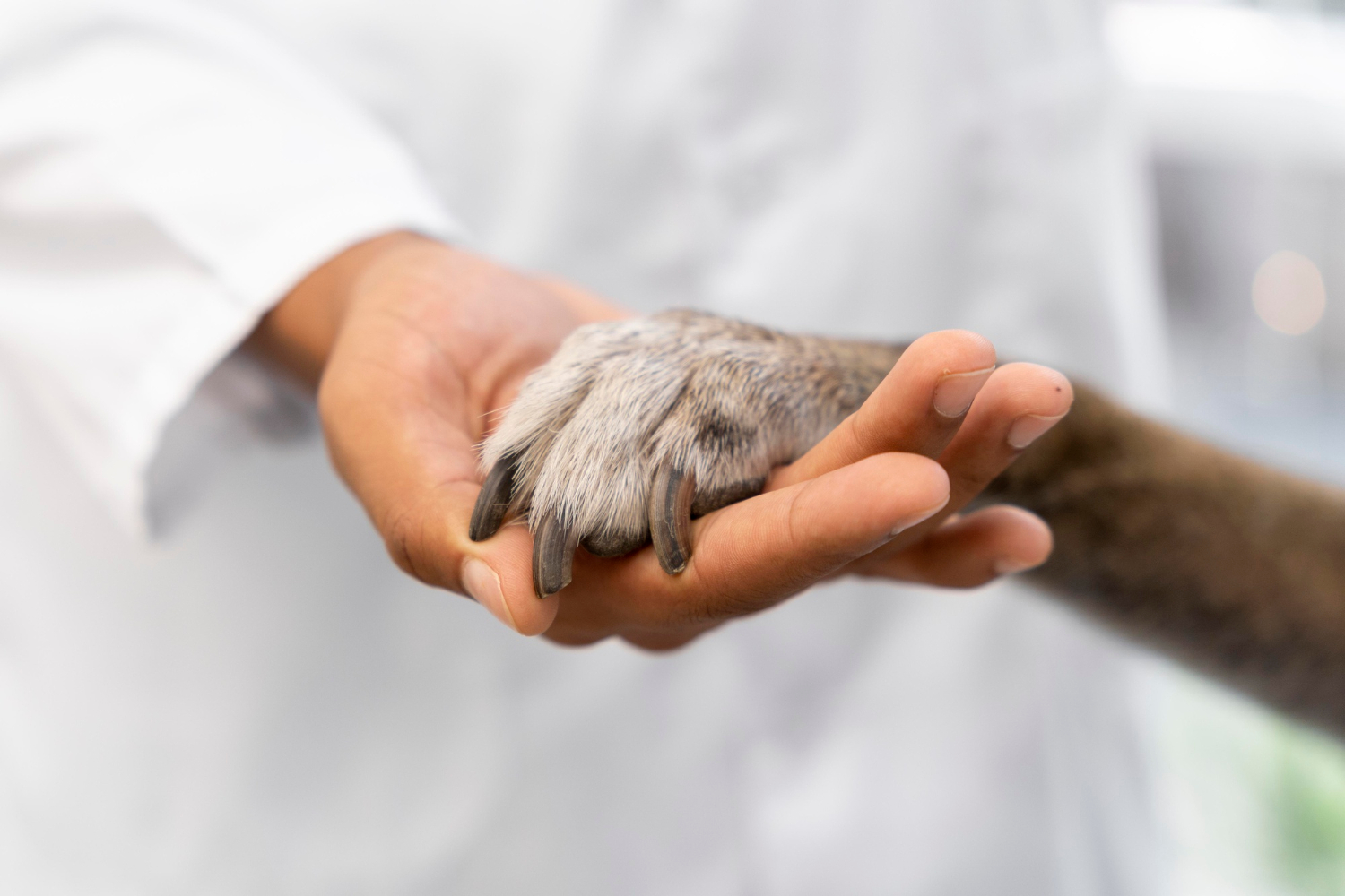 Cochabamba abre clínica veterinaria pública y gratuita