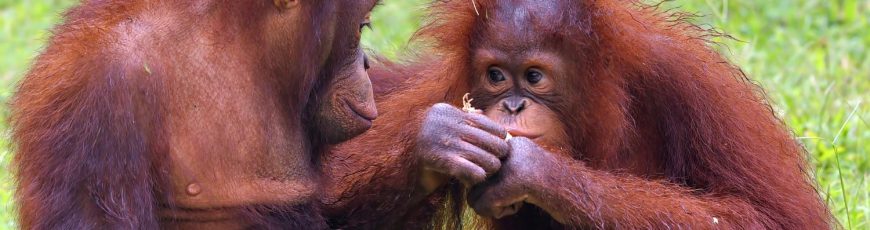 Nace orangután de Borneo en zoológico de Madrid