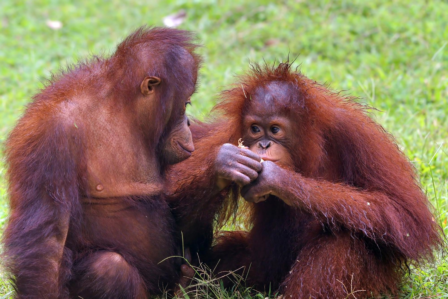 Nace orangután de Borneo en zoológico de Madrid