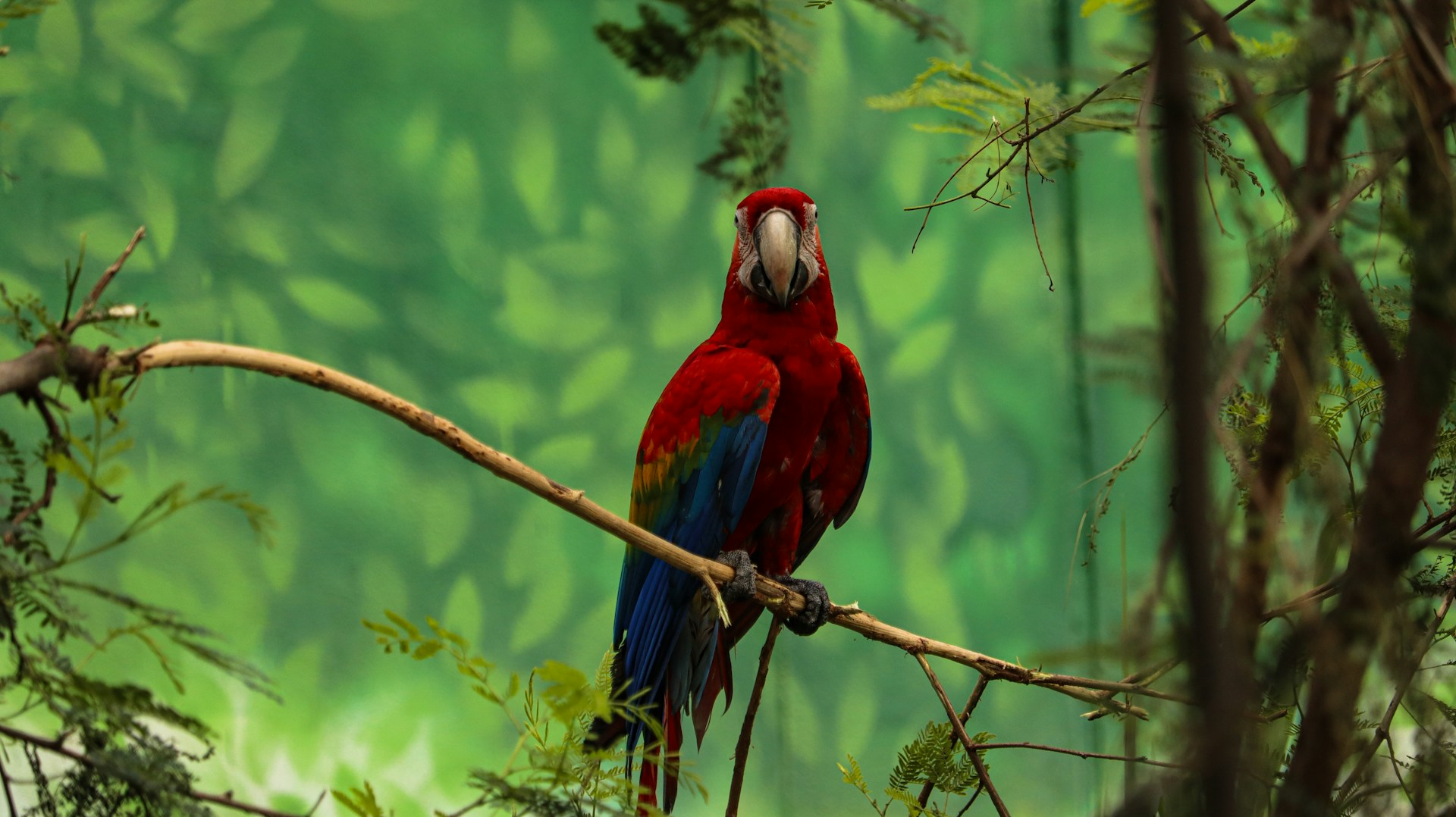 Fundación Shori prepara liberación de guacamayas verdes