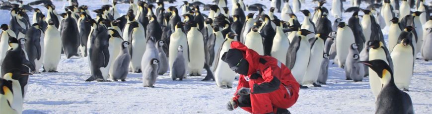 El número de crías de pingüinos en la isla Coulman (Antártida) disminuyó un 69 % en 2025