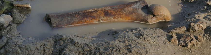 El bajo nivel del Danubio deja al descubierto huesos de mamut en Bulgaria