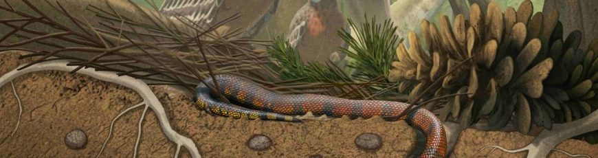 Descubren una nueva especie de serpiente primitiva subterránea