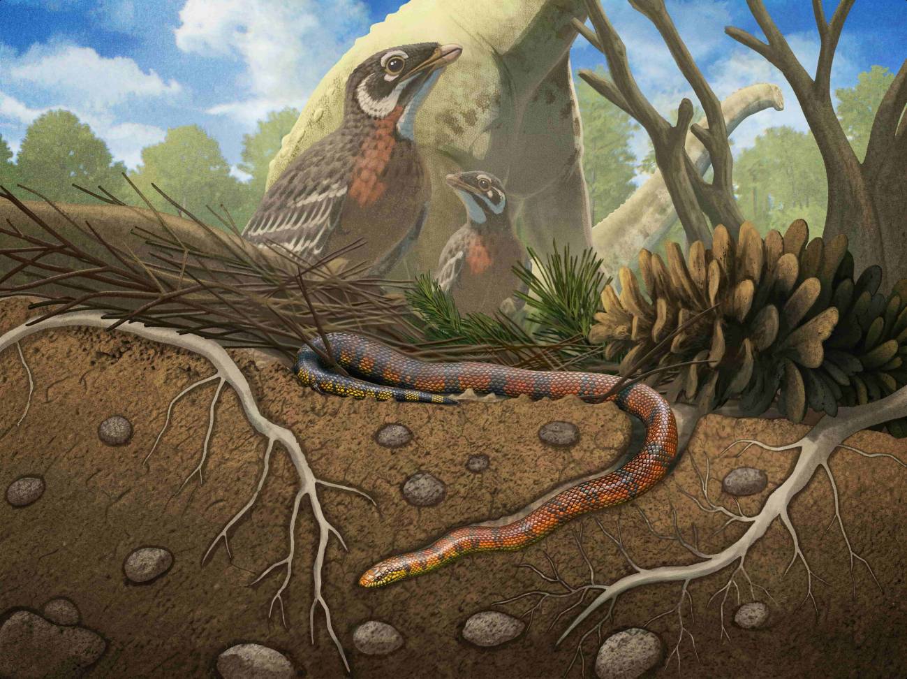 Descubren una nueva especie de serpiente primitiva subterránea