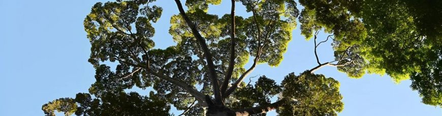Los árboles gigantes resisten la sequía mejor de lo que se esperaba