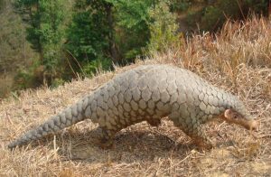 Una-nueva-especie-de-pangolin-del-Himalaya-podria-ayudar-a-combatir-su-caza-ilegal