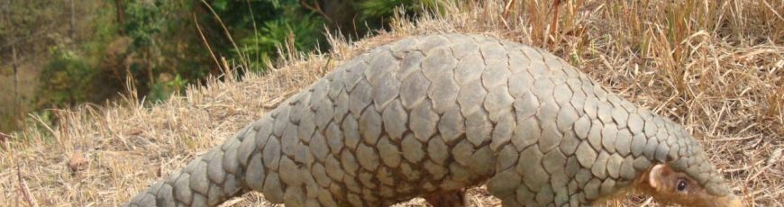 Una “nueva” especie de pangolín del Himalaya podría ayudar a combatir su caza ilegal