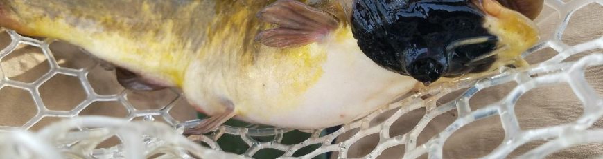 Identifican un cáncer transmisible entre peces, el cuarto documentado en animales