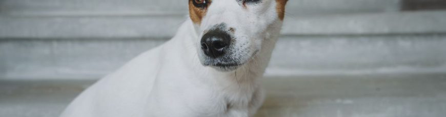 ¿Qué les ocurre a los animales durante un eclipse solar?
