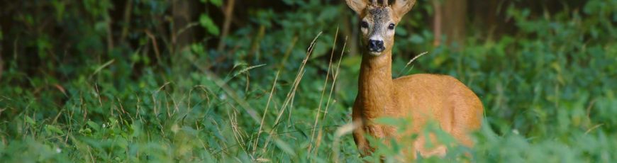 La actualización de la Lista Roja eleva a más de 49.500 las especies amenazadas