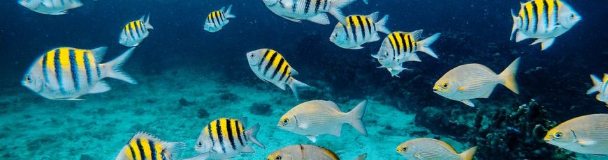 Ruido de embarcaciones y actividad turista altera comunicación de peces en arrecifes de Brasil, revela estudio