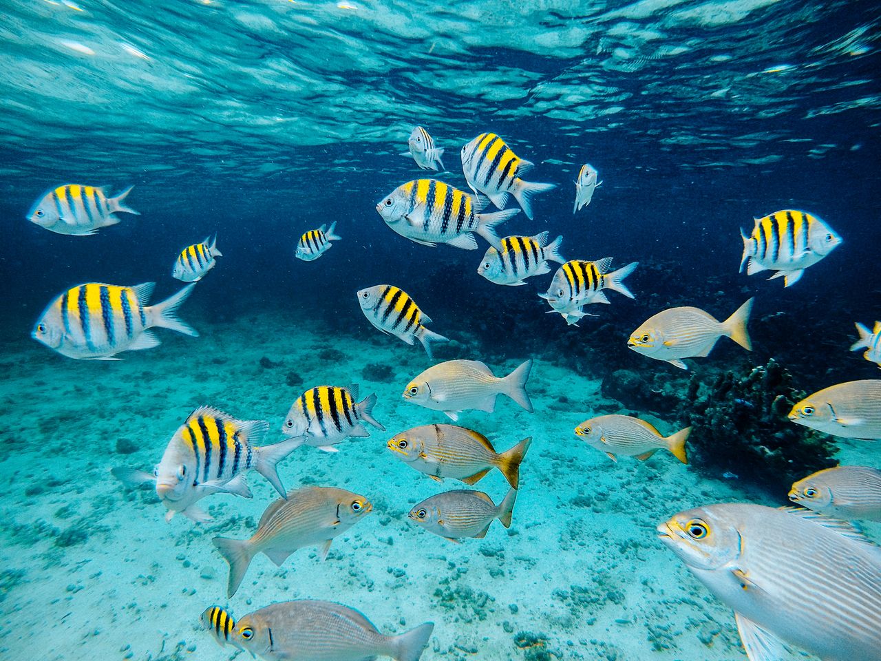 Ruido de embarcaciones y actividad turista altera comunicación de peces en arrecifes de Brasil, revela estudio