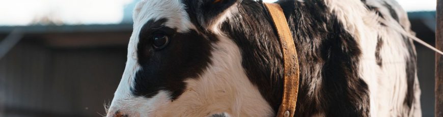 Nuevo método más sensible para detectar la gripe aviar en la leche