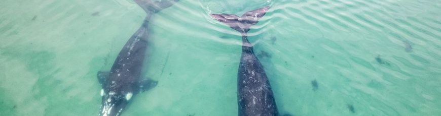 Ballenas y aves en peligro por ola de calor marina en EEUU
