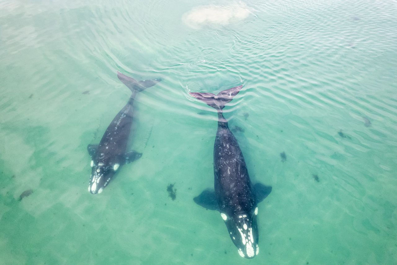 Ballenas y aves en peligro por ola de calor marina en EEUU