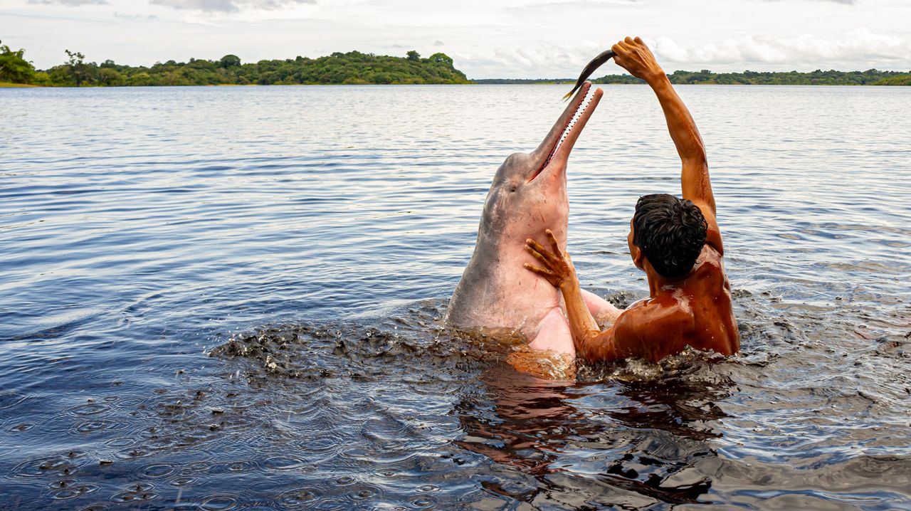 Delfines amazónicos enfrentan un alto riesgo de desaparición en Ecuador, confirma estudio
