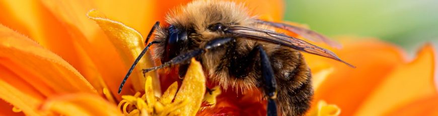 Las feromonas de la reina determinan si las abejas se quedan o abandonan la colmena