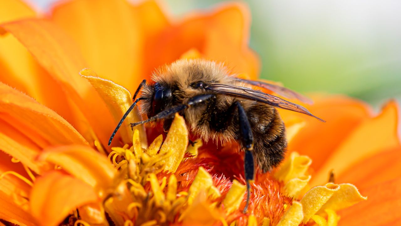 Las feromonas de la reina determinan si las abejas se quedan o abandonan la colmena