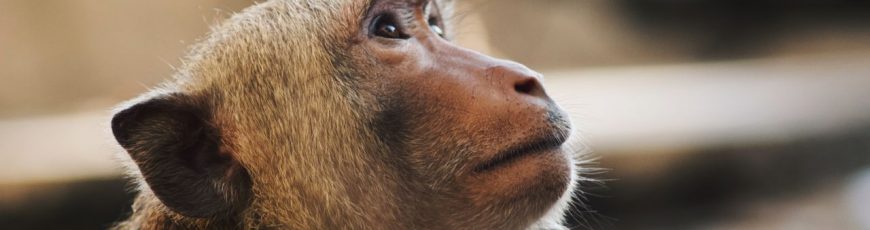 Monos y niños comparten la misma intuición geométrica