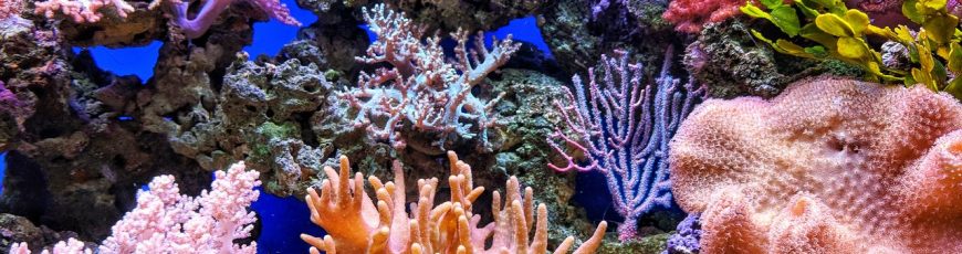 La Gran Barrera de Coral corre riesgo de «colapso», alertan científicos
