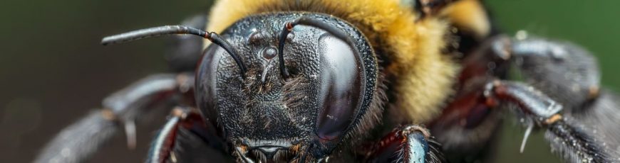 Registran 3 especies de abejas carpinteras en Ecuador nunca antes documentadas en el país