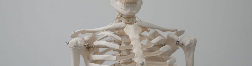 Diseñan con restos de la poda de la vid un biomaterial para pequeños implantes de huesos