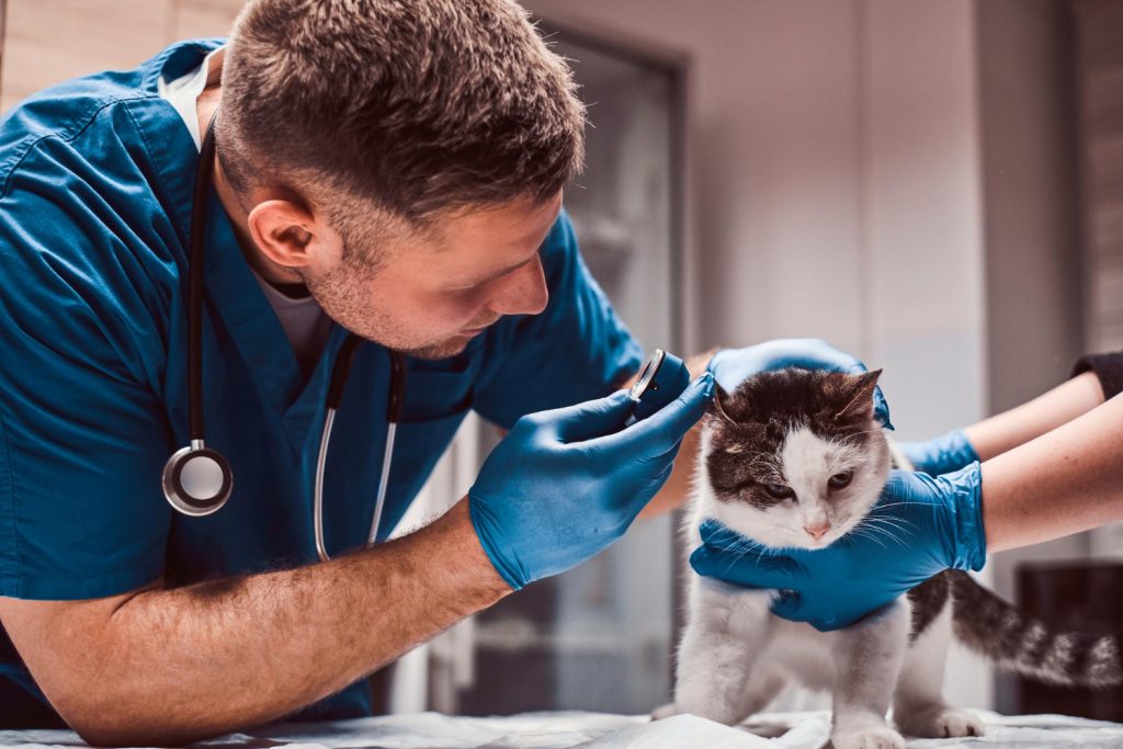 https___www.magnific.com_free-photo_male-veterinarian-examining-cat-ear-infection-with-otoscope-vet-clinic_30222139.htm#fromView=search&page=1&position=0&uuid=20557b.jpg