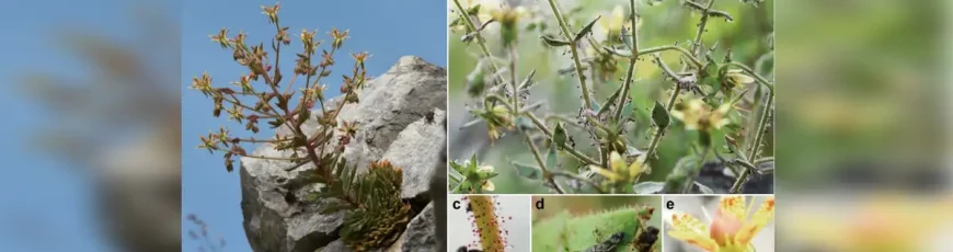 Darwin tenía razón: confirman una nueva planta carnívora