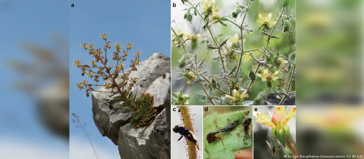 Darwin tenía razón: confirman una nueva planta carnívora