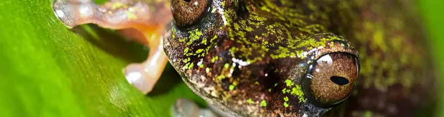 Costa Rica: descubren especie de rana nocturna y «cafetera»