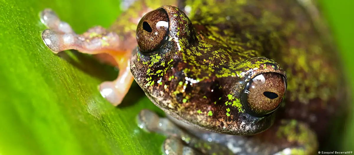 Costa Rica: descubren especie de rana nocturna y «cafetera»