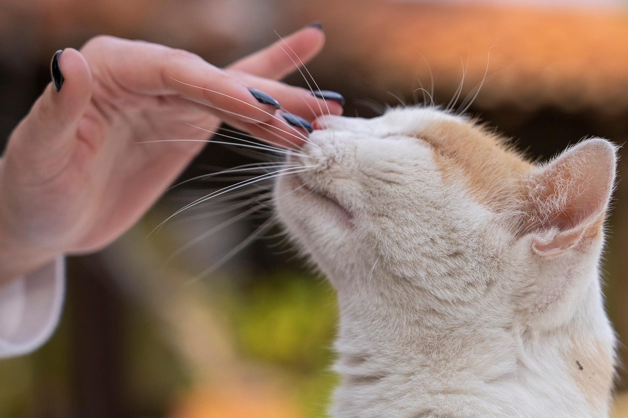 ¿Acariciar a nuestras mascotas reduce el estrés?: La ciencia lo explica