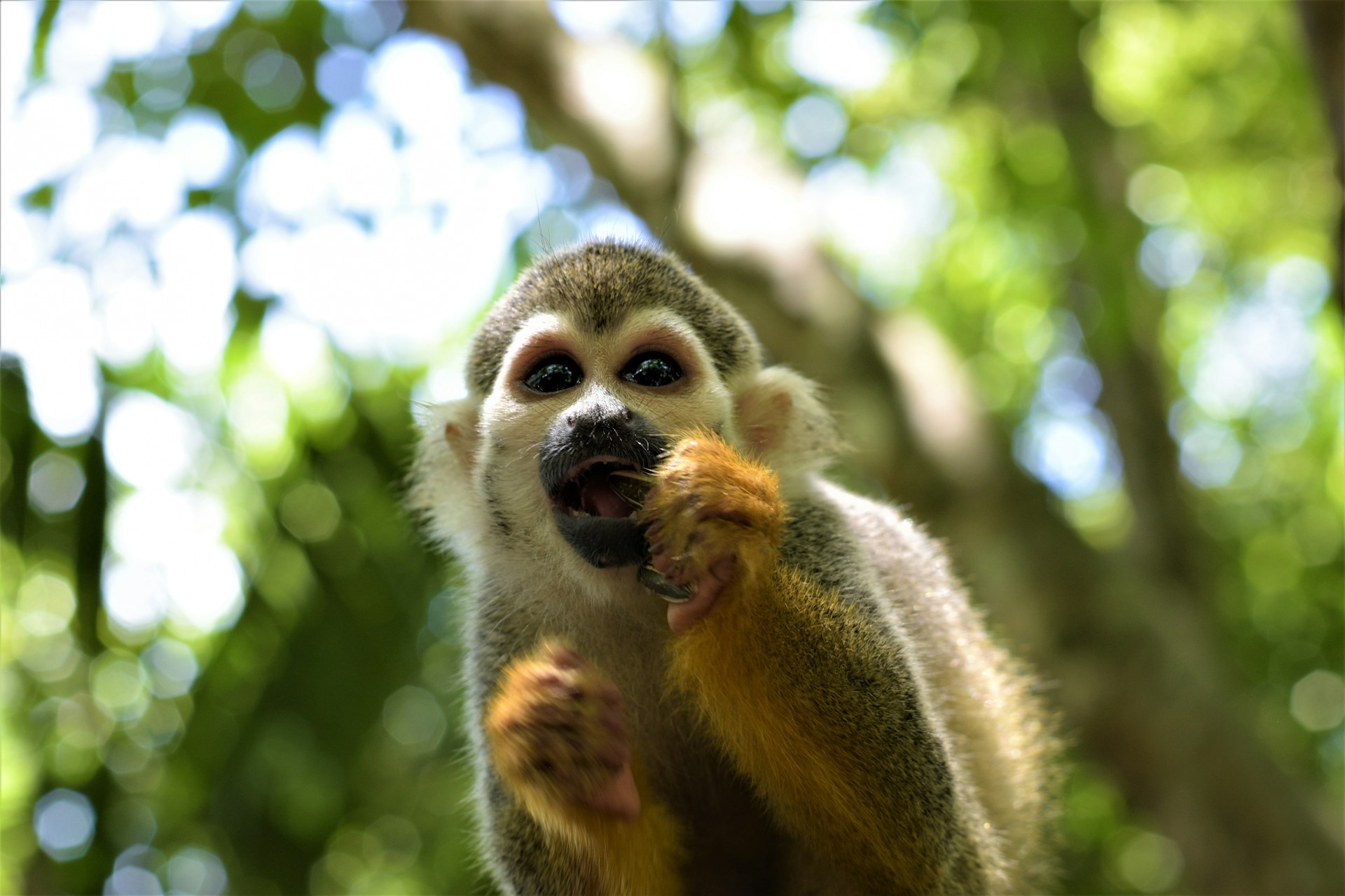 Los animales también se ven afectados por desequilibrio climático